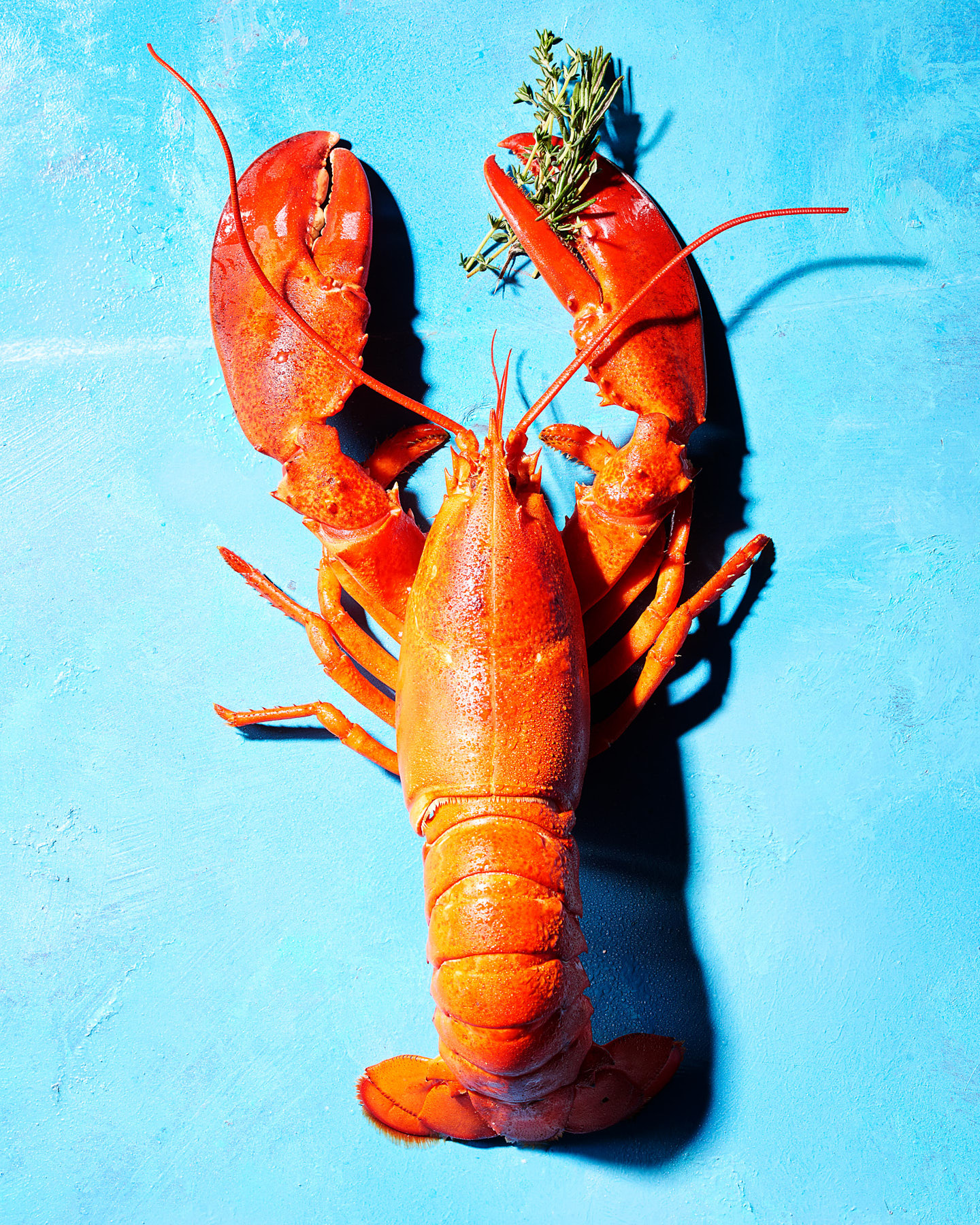 Lobster on graphic blue background