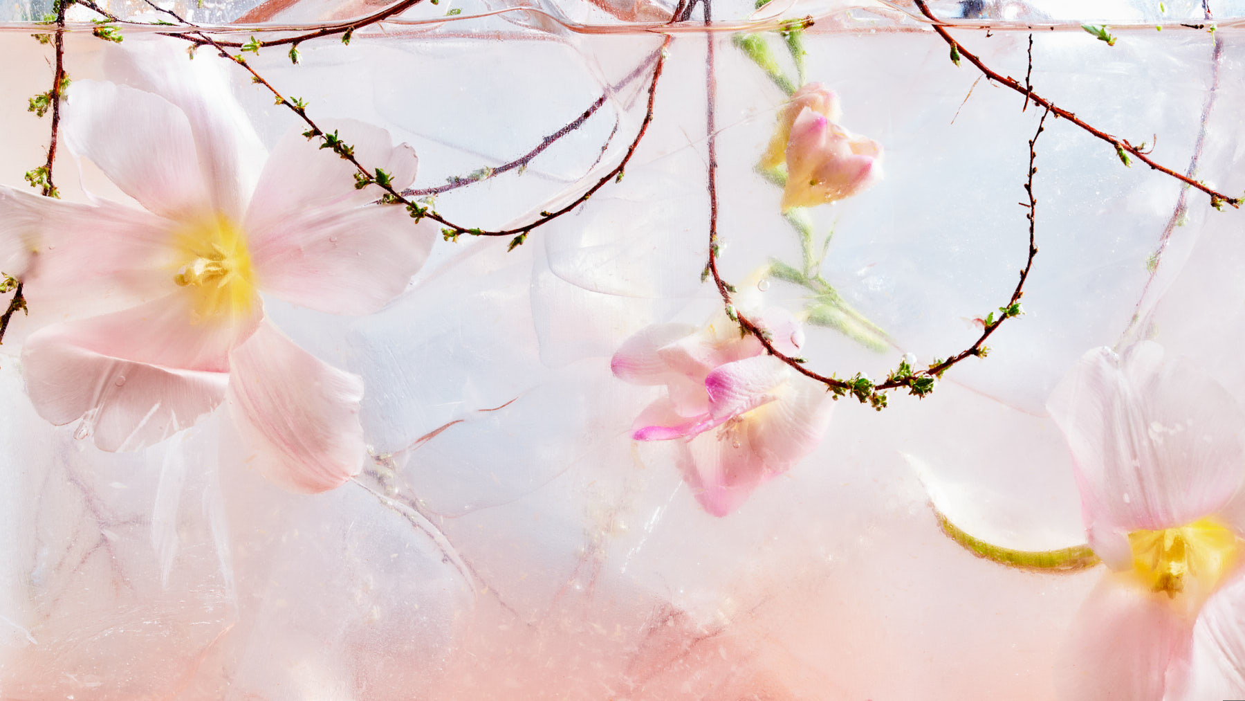 dreamy soft textured flowers in water